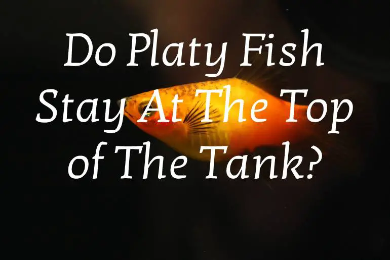 Do Platy Fish Stay At The Top of The Tank?