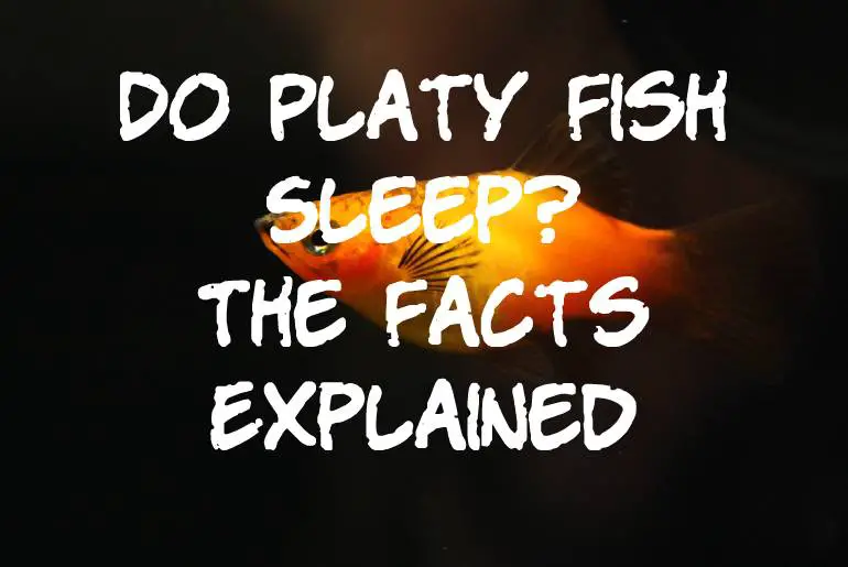 Do Platy Fish Sleep