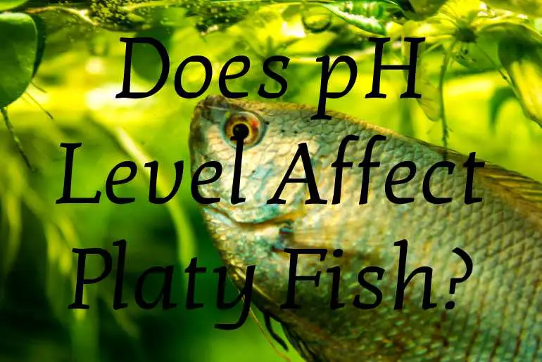 Does pH Level Affect Platy Fish?