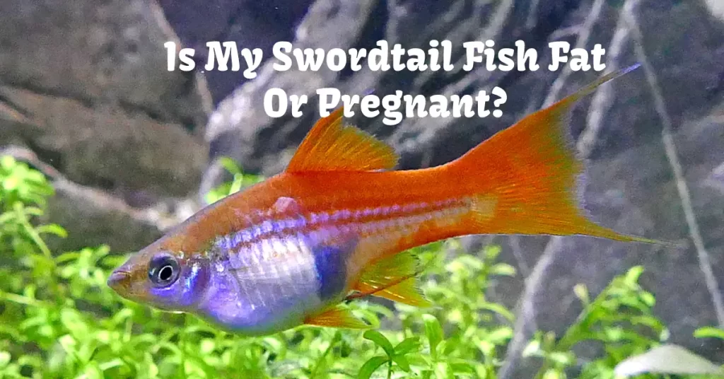 Is My Swordtail Fish Fat Or Pregnant?