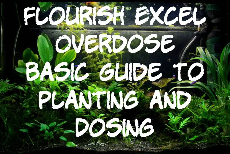 Flourish Excel Overdose- Basic Guide to Planting and Dosing