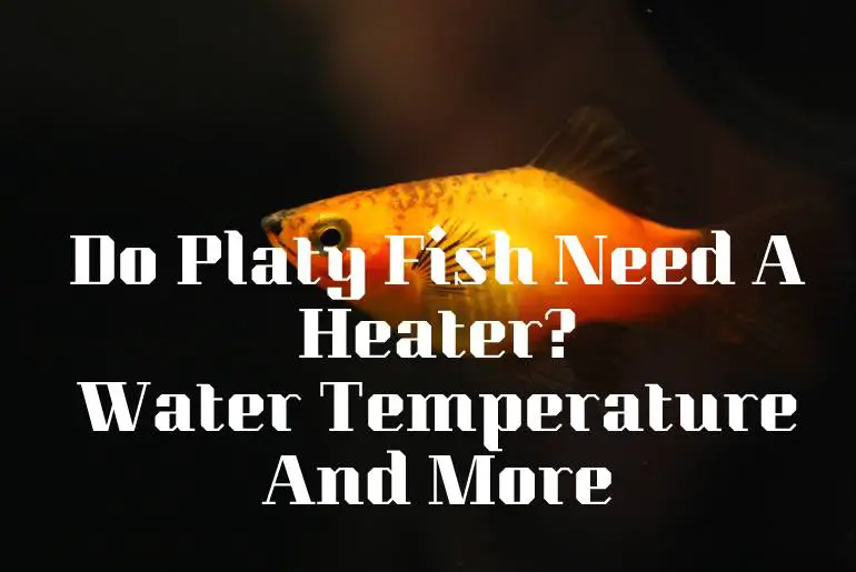 Do Platy Fish Need A Heater? Water Temperature And More