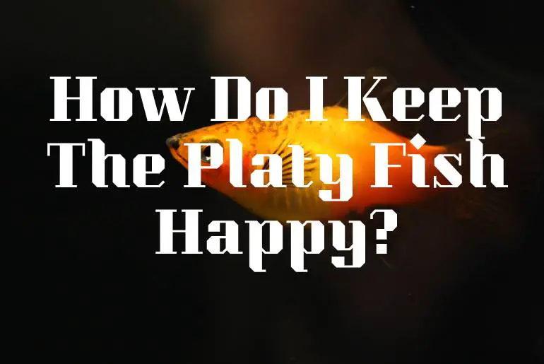 How Do I Keep The Platy Fish Happy