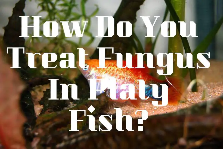 How Do You Treat Fungus In Platy Fish