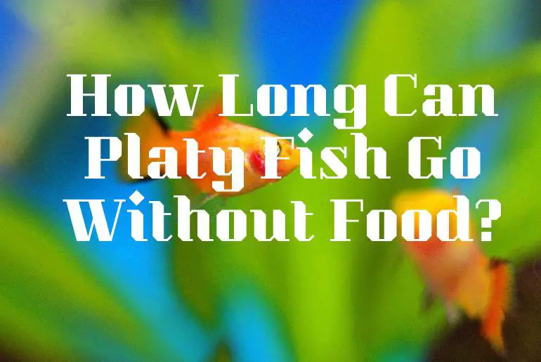 How Long Can Platy Fish Go Without Food?