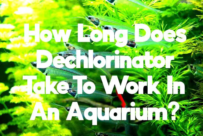 How Long Does Dechlorinator Take To Work In An Aquarium