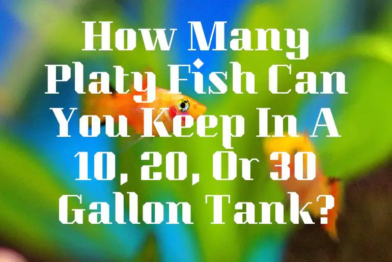 How Many Platy Fish Can You Keep In A 10, 20, Or 30 Gallon Tank?