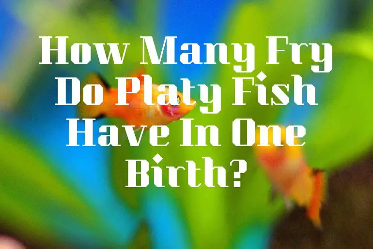 How Many Fry Do Platy Fish Have In One Birth