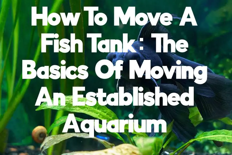 How To Move A Fish Tank