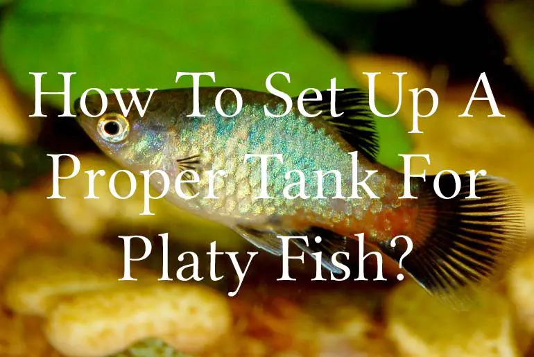 How To Set Up A Proper Tank For Platy Fish?