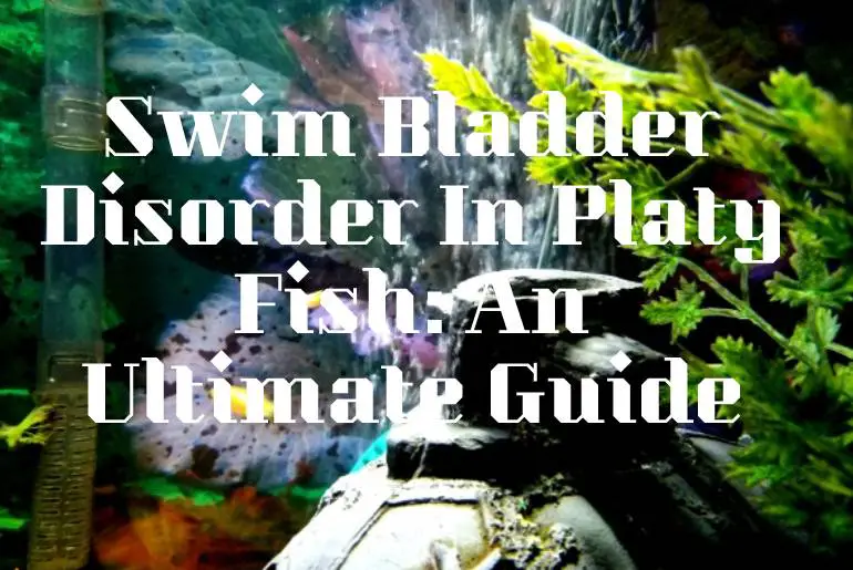 Swim Bladder Disorder In Platy Fish