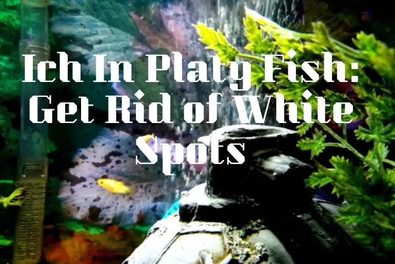 Ich In Platy Fish: Get Rid of White Spots