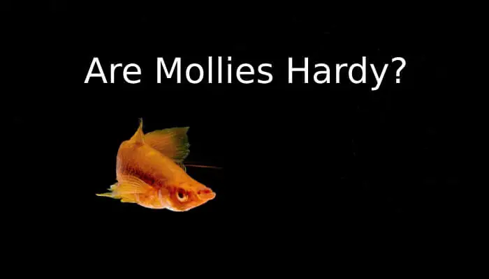 Are Mollies Hardy?