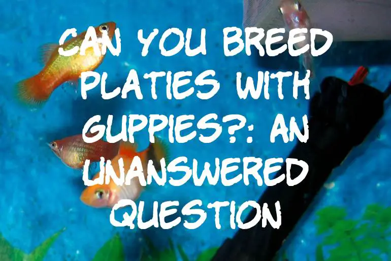Can You Breed Platies With Guppies?: An Unanswered Question