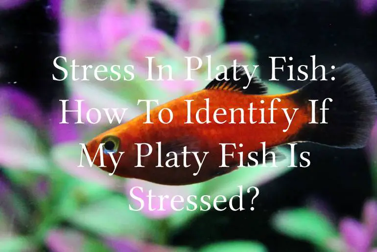 Stress In Platy Fish: How To Identify If My Platy Fish Is Stressed?