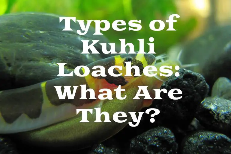 Types of Kuhli Loaches