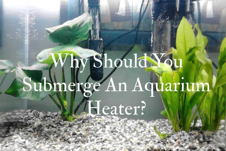 Why Should You Submerge An Aquarium Heater