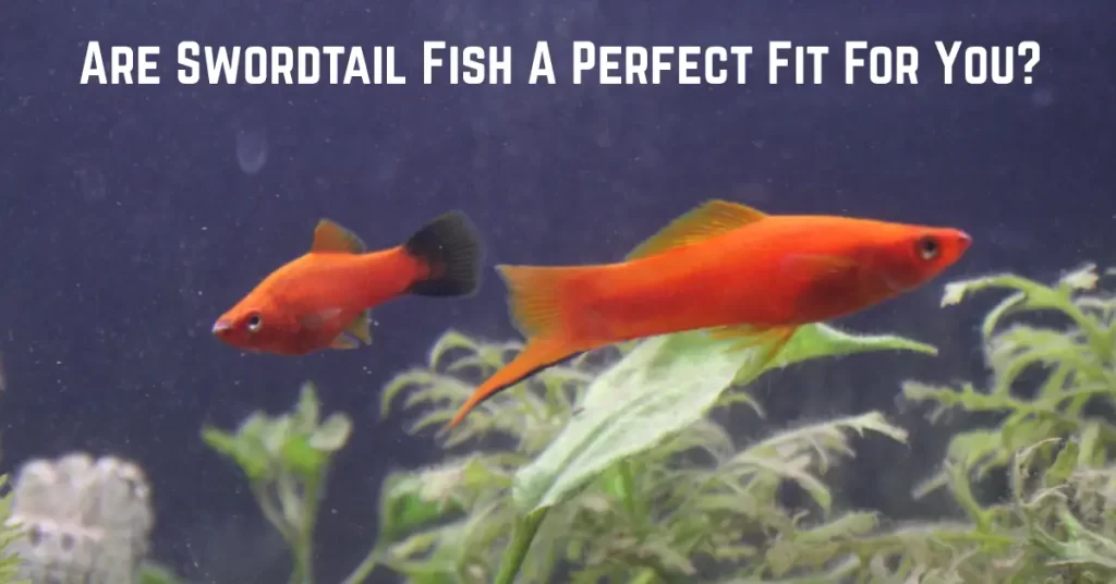 Are Swordtail Fish A Perfect Fit For You?