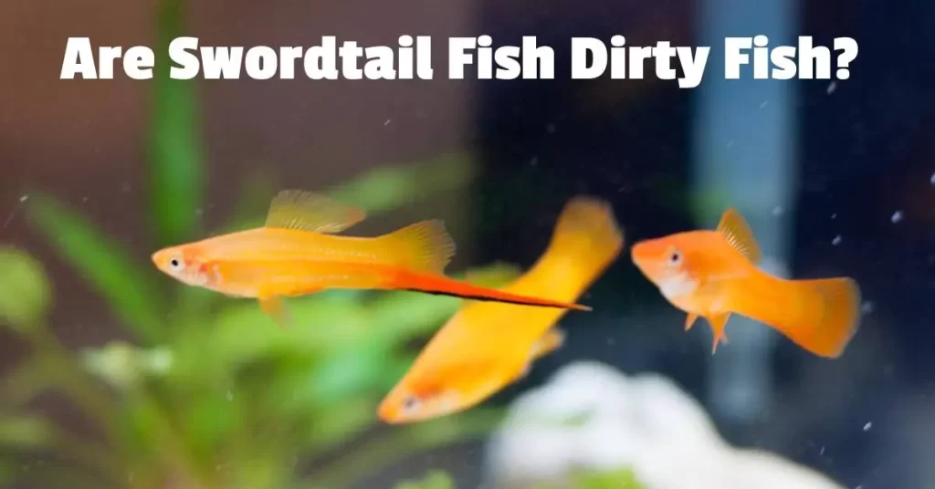 Are Swordtail Fish Dirty Fish?
