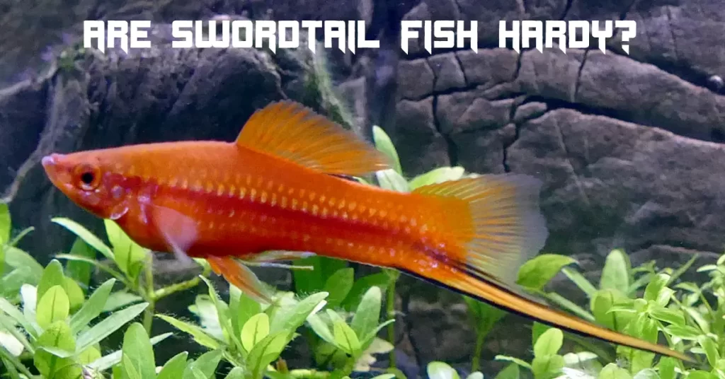 Are Swordtail Fish Hardy?