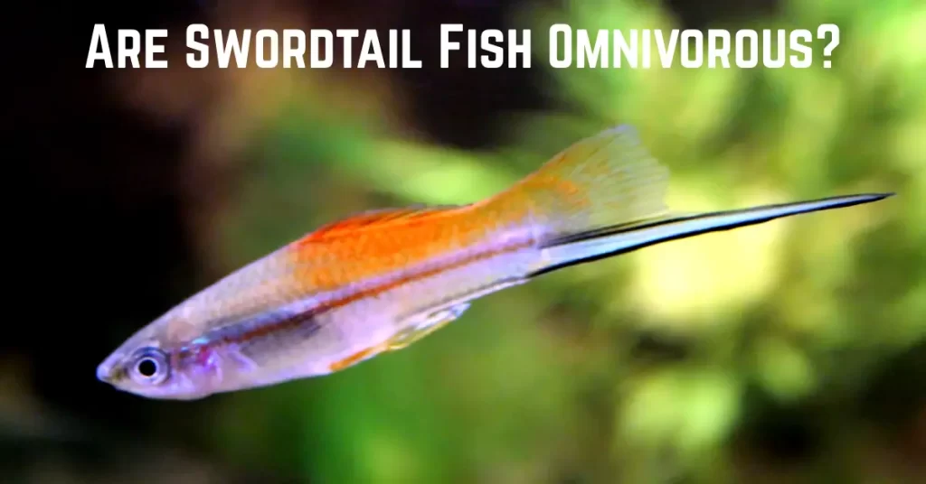 Are Swordtail Fish Omnivorous?