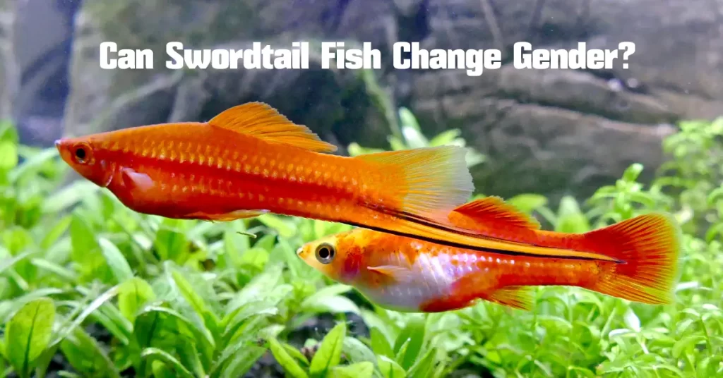 Can Swordtail Fish Change Gender?