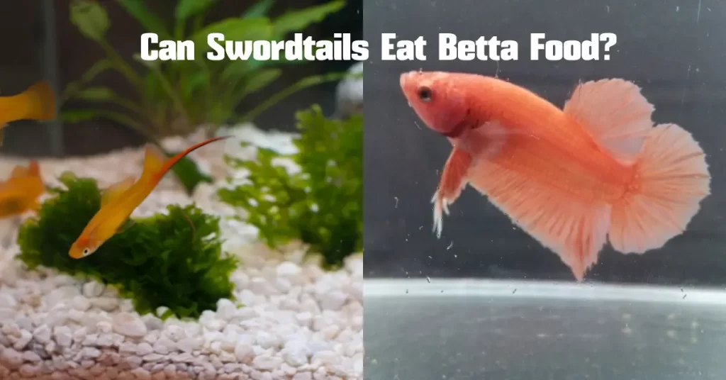 Can Swordtails Eat Betta Food?