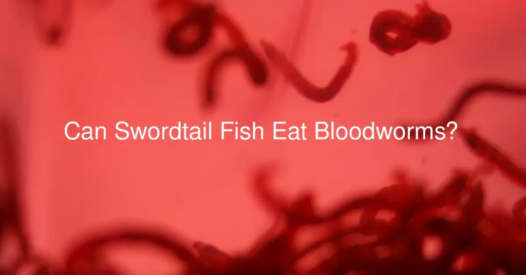 Can Swordtail Fish Eat Bloodworms?