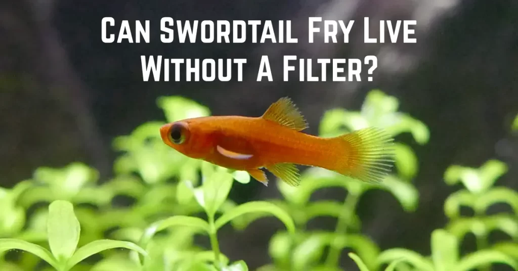 Can Swordtail Fry Live Without A Filter?