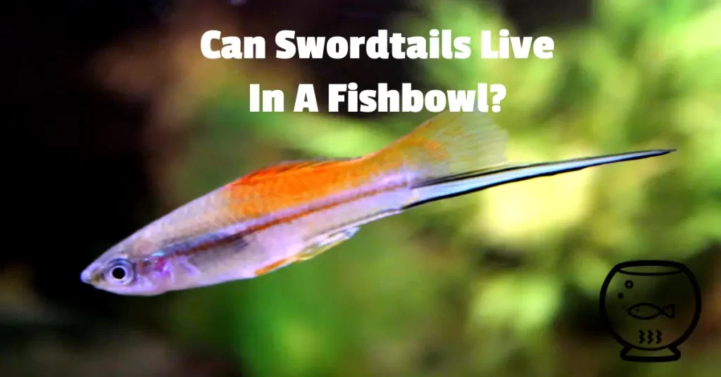 Can Swordtails Live In A Fishbowl?
