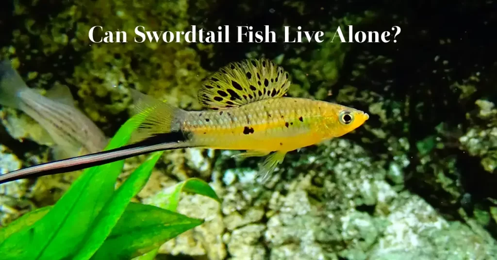 Can Swordtail Fish Live Alone?