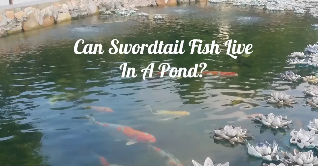 Can Swordtail Fish Live In A Pond?