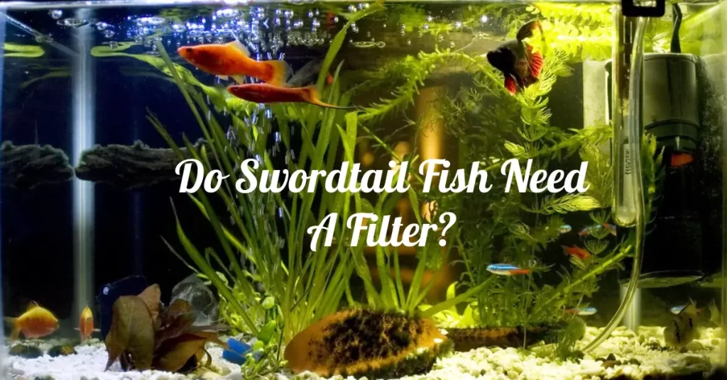 Do Swordtail Fish Need A Filter?