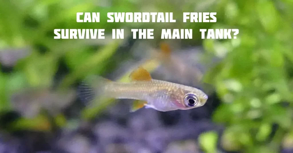 Can Swordtail Fries Survive In The Main Tank?