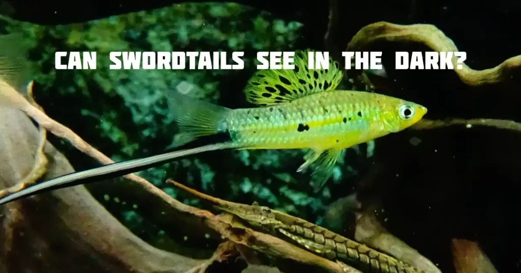 Can Swordtails See In The Dark?