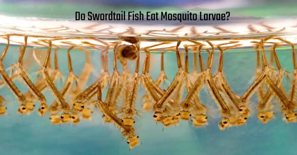 Do Swordtail Fish Eat Mosquito Larvae?