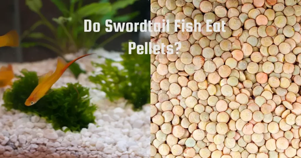 Do Swordtail Fish Eat Pellets?