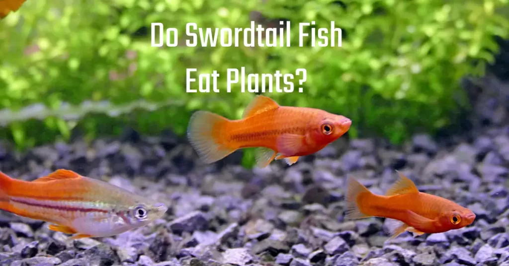 Do Swordtail Fish Eat Plants?