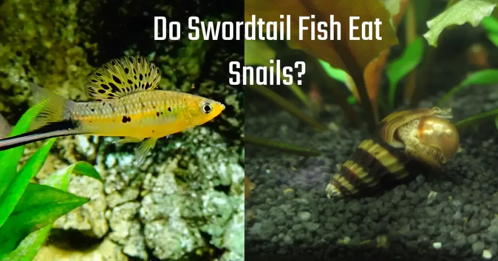 Do Swordtail Fish Eat Snails?