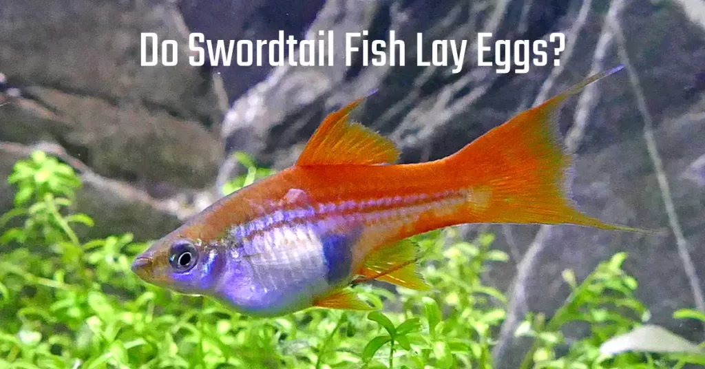 Do Swordtail Fish Lay Eggs?