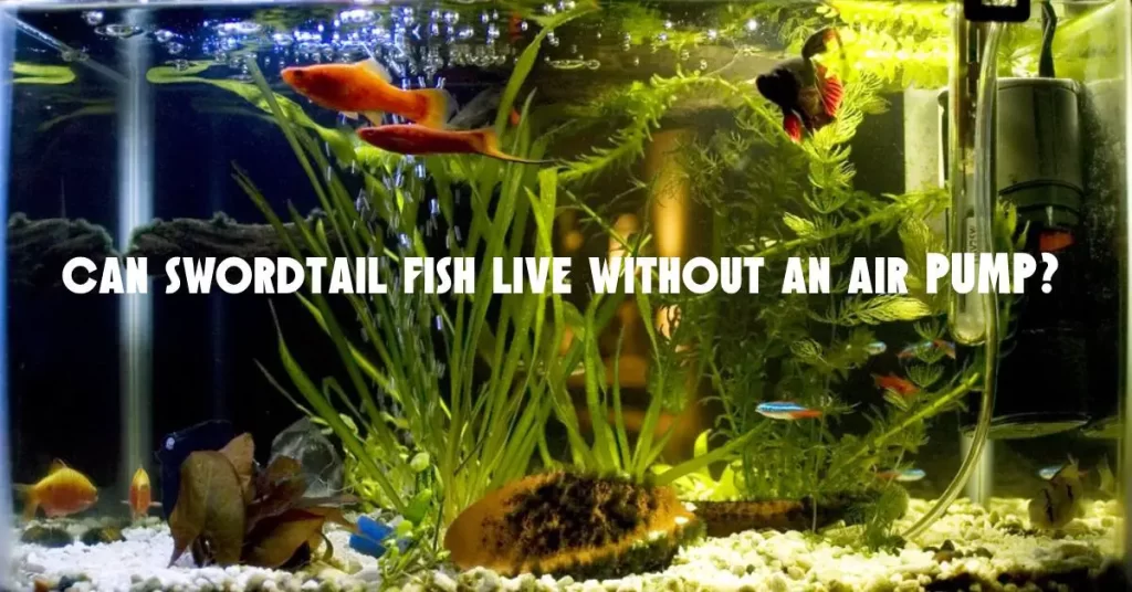 Can Swordtail Fish Live Without An Air Pump?