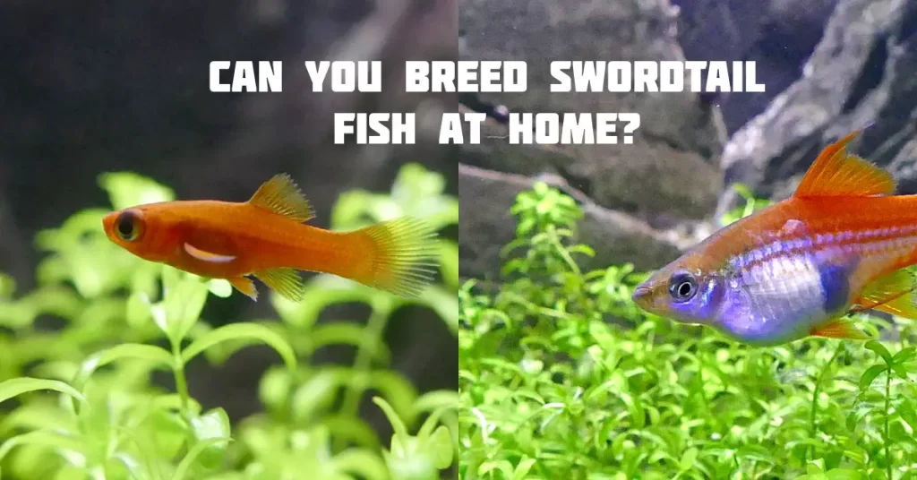 Can You Breed Swordtail Fish At Home?
