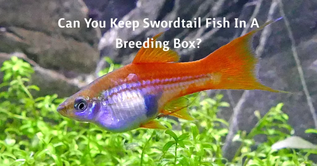 Can You Keep Swordtail Fish In A Breeding Box?
