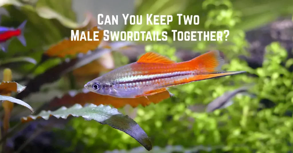 Can You Keep Two Male Swordtails Together?