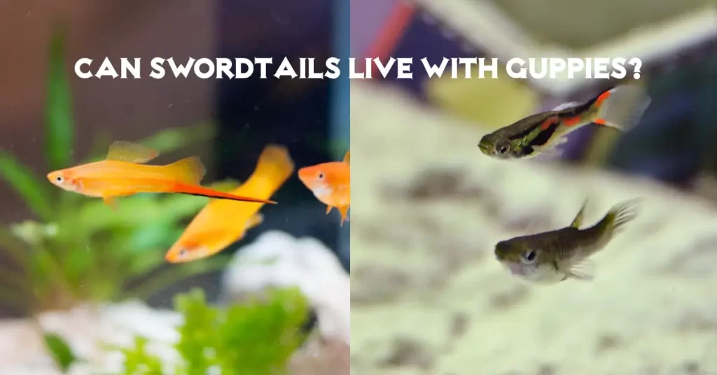 Can Swordtails Live With Guppies?