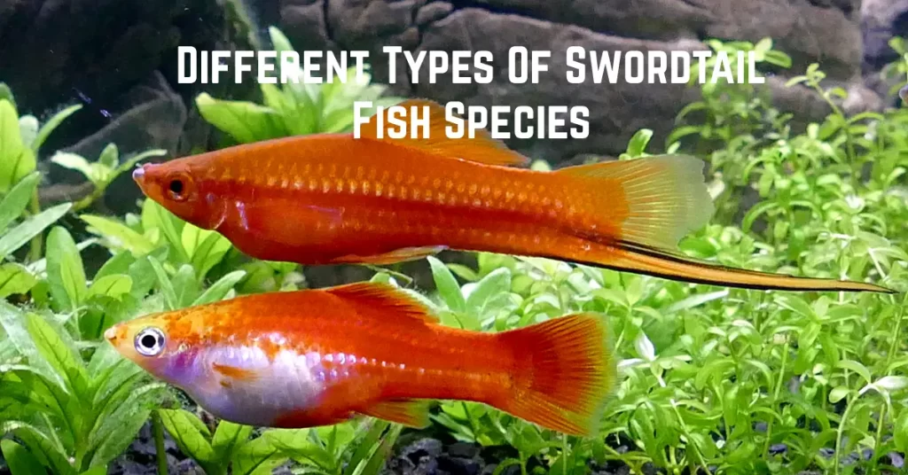 Different Types Of Swordtail Fish Species