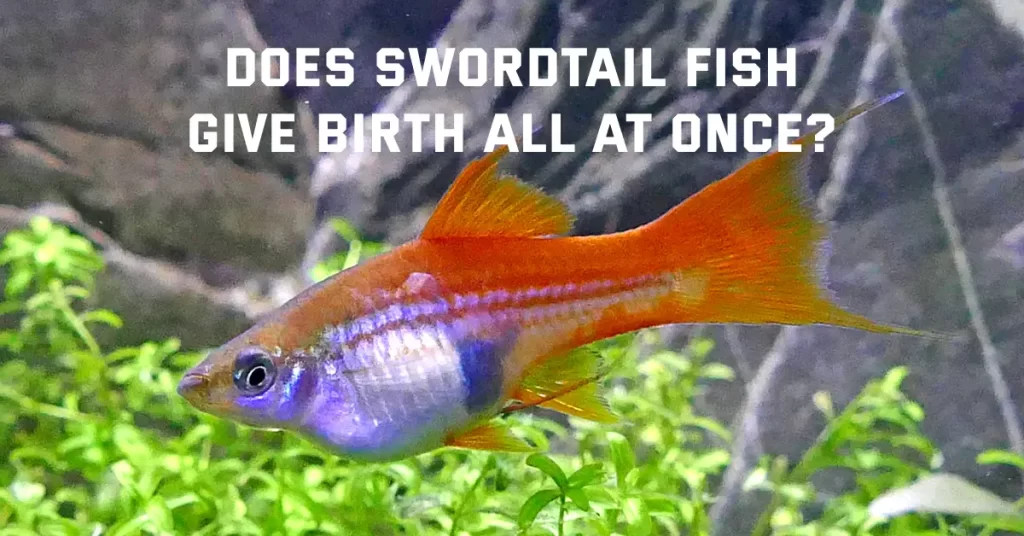Does Swordtail Fish Give Birth All At Once?