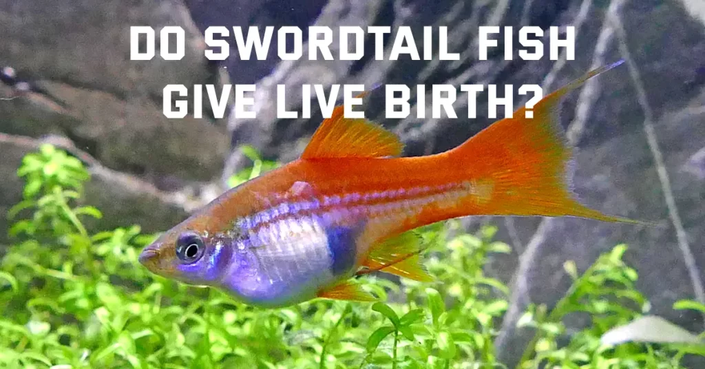 Do Swordtail Fish Give Live Birth?