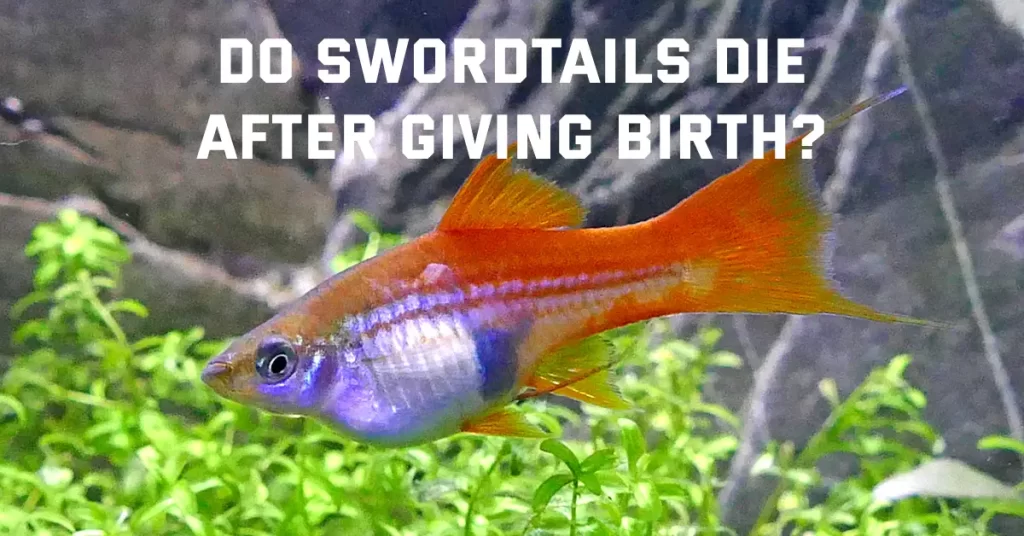 Do Swordtails Die After Giving Birth?