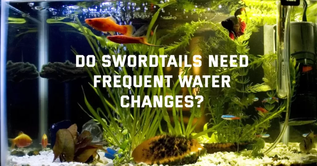 Do Swordtails Need Frequent Water Changes?